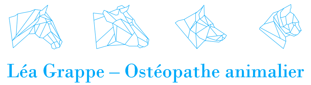 Léa Grappe – Ostéopathe animalier